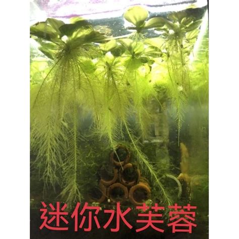 玫瑰水芙蓉風水|【玫瑰水芙蓉風水】「驚人！玫瑰水芙蓉風水竟有如此神奇作用！。